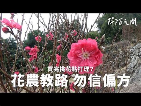 桃花枝哪裡買